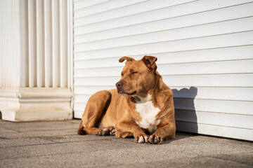 A homeless ginger dog lies on a stone tile in a coastal town and basks in the rays of the southern...
