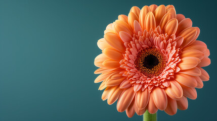 Gerbera Flower in Peach Fuzz Colour of the Year with Blue Background and Text Space - obrazy, fototapety, plakaty