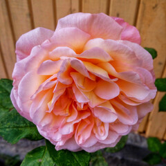 A beautifully blossomed rose in a flower bed