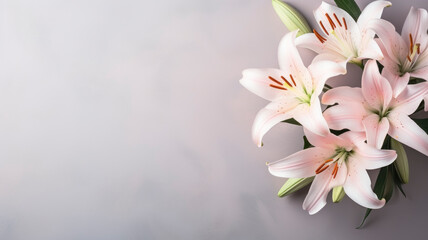 Fototapeta na wymiar flowers pink lilies composition on a light gray background copy space template for text