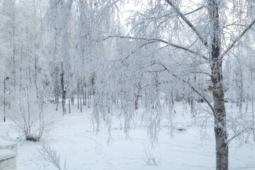 Fototapeta premium Frost on the trees.Very cold weather on the face of the city.