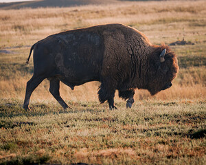 Bison in the field with the sunset glow!