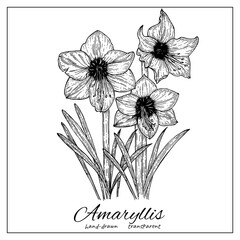 Amaryllis flower blossom. Hand drawn ink botanical illustration for coloring pages, wedding invitation, card, print, tattoo. Japanese style