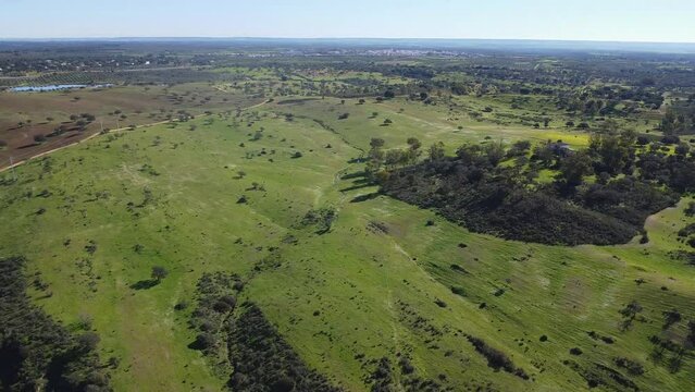 Aerial drone view of the pastures of the province of Huelva, in the village of Beas, with cork oaks and green meadows
