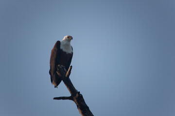African fish eagle close up