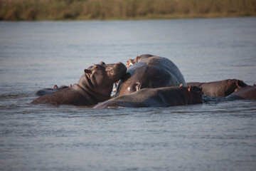 Zambia hippopotamus close up