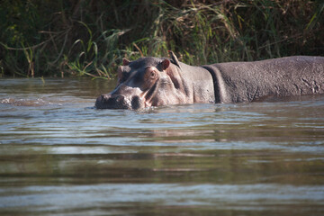 Zambia hippopotamus close up