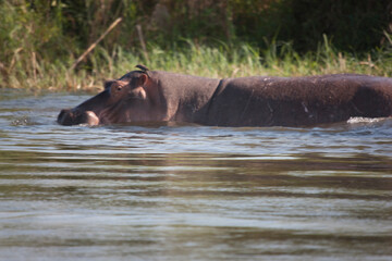 Zambia hippopotamus close up