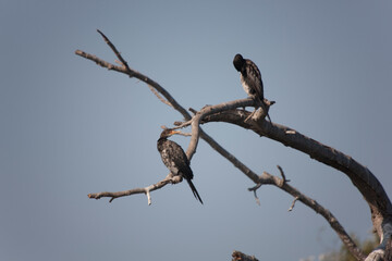 Reed cormorant close up