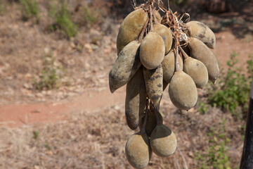 Baobab fruit close up
