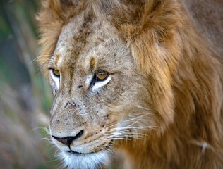 Close-up of a majestic lion in its natural habitat, gazing off into the distance.