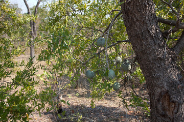 Fototapeta premium Zambia cannon tree fruit on a sunny winter day