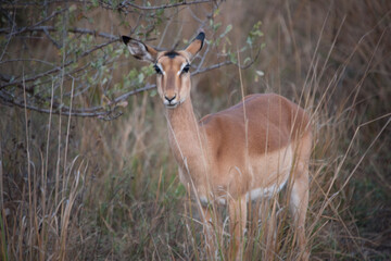Impala close up on a sunny winter day