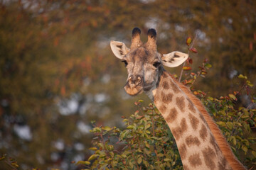 Giraffe close up on a sunny winter day