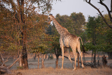 Giraffe close up on a sunny winter day