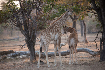 Giraffe close up on a sunny winter day