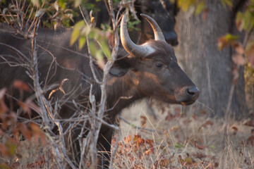 Buffalo close up on a sunny winter day