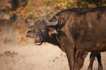 Buffalo close up on a sunny winter day