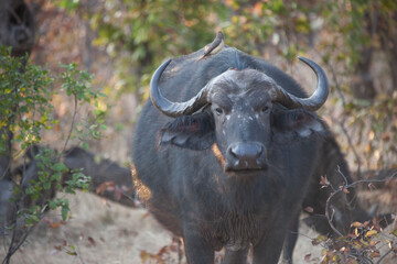 Buffalo close up on a sunny winter day