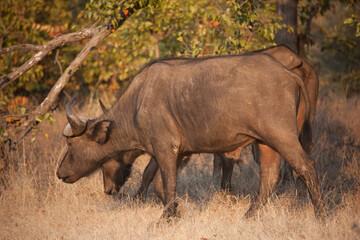 Obraz premium Buffalo close up on a sunny winter day