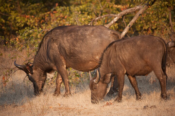 Obraz premium Buffalo close up on a sunny winter day