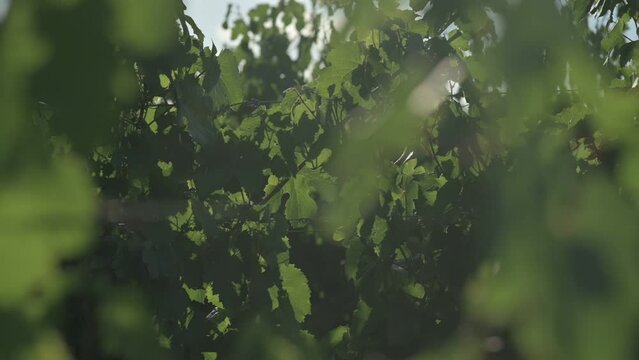 Hojas de vid movi&eacute;ndose con el viento bajo la luz del sol