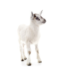 Little white goat.