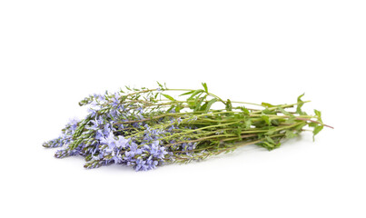 Beautiful violet flowers.