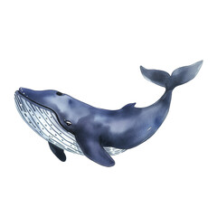 クジラの水彩イラスト、手書き、ザトウクジラ