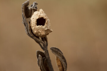 Nido de avispa alfarera, Eumeninae, sobre cistus con hojas marchitas en invierno, Alcoi, España