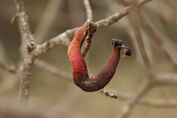 Agalla de cornicabra en invierno, Pistacia terebinthus, producida por el pulgón Baizonga pistaciae, Alcoi, España