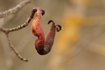 Agalla de cornicabra en invierno, Pistacia terebinthus, producida por el pulgón Baizonga pistaciae, Alcoi, España