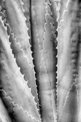 Agave Cactus Leaf Pattern In Monochrome
