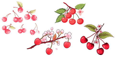 set of cherry on transparent background. png file