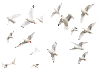 a group of white birds flying