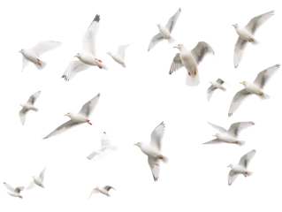 Küchenrückwand glas motiv a group of white birds flying © Zacon