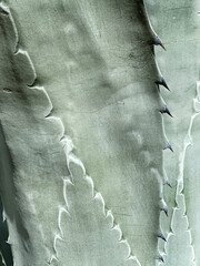 Background Agave Leaf Pattern