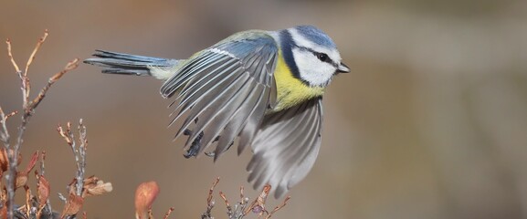 Obraz premium Graceful Flight: Blue Tit Soaring with Spread Wings.