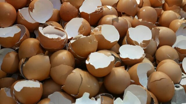 Egg shells