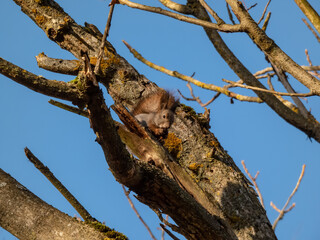 Close-up of the Red Squirrel (Sciurus vulgaris) with winter grey coat sitting on a tree branch and eating a nut in autumn