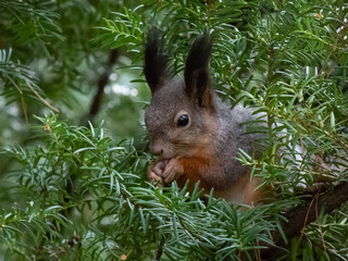 Close-up of the Red Squirrel (Sciurus vulgaris) sitting on branches of English or European yew...