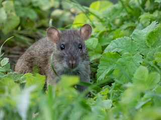 Close-up of the Common rat (Rattus norvegicus) with dark grey and brown fur in the grass among green leaves