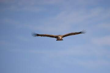 buitre leonado, buitre, animal, libertad, carroñero, protección, ecología, pluma, m, apresurado, vuela, cielo, fauna, aguilas, azul, alas, ave, cometa, negro, pandion haliaetus, vulture, emplumar, azo