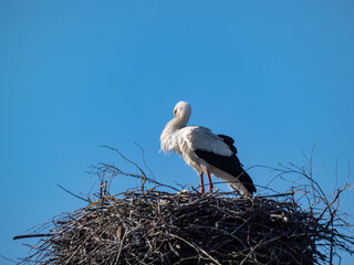 A white stork (Ciconia ciconia) standing in a nest made from twigs and branches and falling asleep with blue sky in background