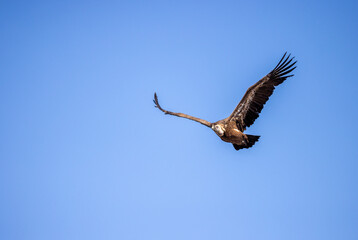 buitre leonado, buitre, animal, libertad, carroñero, protección, ecología, pluma, m, apresurado, vuela, cielo, fauna, aguilas, azul, alas, ave, cometa, negro, pandion haliaetus, vulture, emplumar, azo