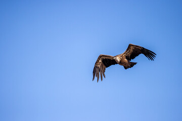 buitre leonado, buitre, animal, libertad, carroñero, protección, ecología, pluma, m, apresurado, vuela, cielo, fauna, aguilas, azul, alas, ave, cometa, negro, pandion haliaetus, vulture, emplumar, azo