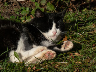 Black and white cat sleeping on ground outdoors with visible front and back paws in a sunlight