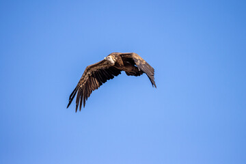 buitre leonado, buitre, animal, libertad, carroñero, protección, ecología, pluma, m, apresurado, vuela, cielo, fauna, aguilas, azul, alas, ave, cometa, negro, pandion haliaetus, vulture, emplumar, azo