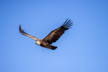buitre leonado, buitre, animal, libertad, carroñero, protección, ecología, pluma, m, apresurado, vuela, cielo, fauna, aguilas, azul, alas, ave, cometa, negro, pandion haliaetus, vulture, emplumar, azo