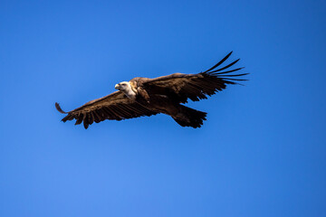 buitre leonado, buitre, animal, libertad, carroñero, protección, ecología, pluma, m, apresurado, vuela, cielo, fauna, aguilas, azul, alas, ave, cometa, negro, pandion haliaetus, vulture, emplumar, azo